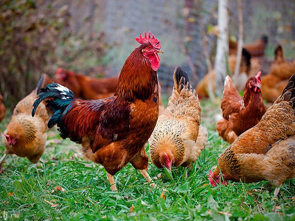 Породы куриц | ЗооТом - продажа, вязка и услуги для животных в Сочи