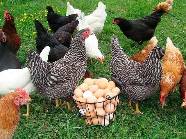 Содержание кур и уход за ними | ЗооТом - продажа, вязка и услуги для животных в Сочи