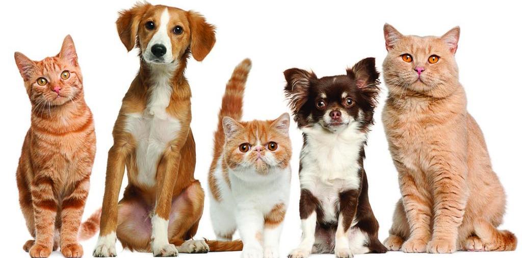 Доска объявлений о животных | ЗооТом - продажа, вязка и услуги для животных в Сочи