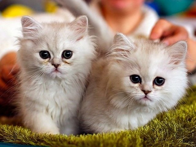 Породы кошек в Сочи | ЗооТом портал о животных
