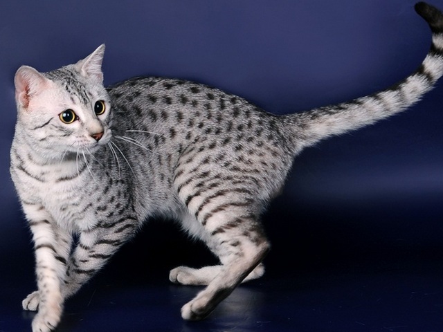 Породы кошек в Сочи | ЗооТом портал о животных