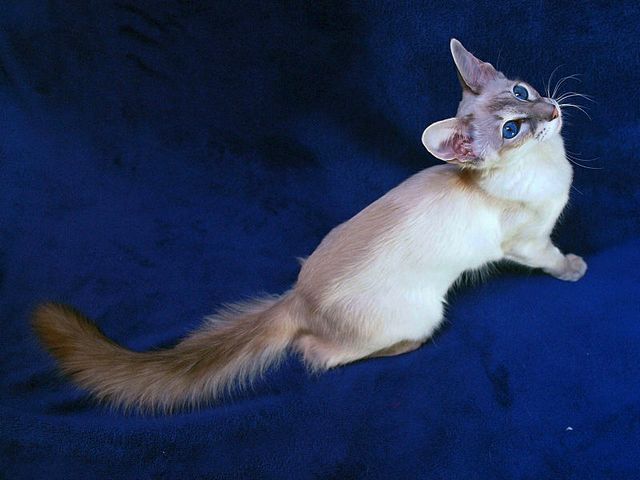 Выведенные породы кошек в Сочи | ЗооТом портал о животных