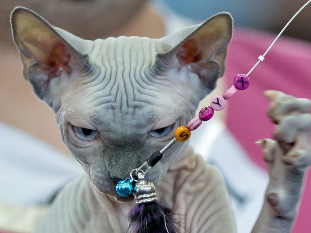 Выставки кошек в Сочи | ЗооТом портал о животных