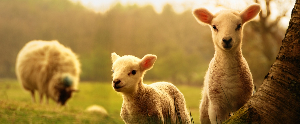 Объявления о сельскохозяйственных животных | ЗооТом - продажа, вязка и услуги для животных в Сочи