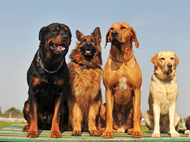 Крупные породы собак в Сочи | ЗооТом портал о животных
